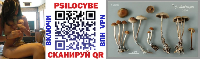 купить наркотик  Дальнереченск  Псилоцибиновые грибы Cubensis 